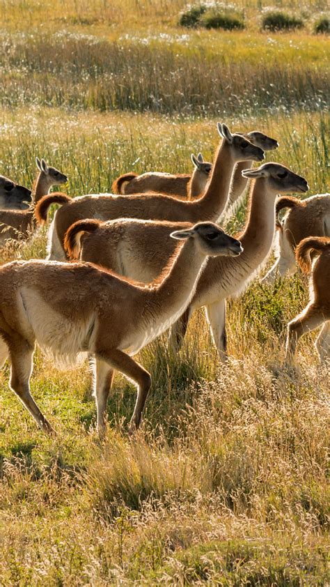 Guanacos in Torres del Paine National Park, Patagonia, Chile | Windows Spotlight Images