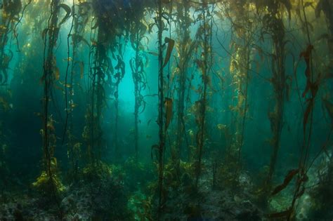 Remote South American kelp forests surveyed for first time since 1973