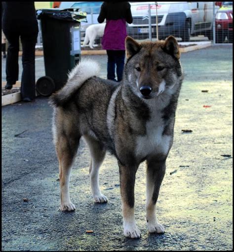 Shikoku Inu by Elektra96 on deviantART | Japanese dogs, Unique dog ...