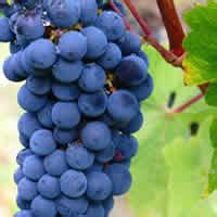 Carmenere Wines - LetsHaveWine.com