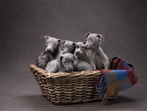 Premium Photo | Five greyhound puppies in a basket Dog on brown canvas ...