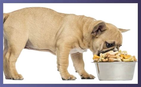 What-To-Keep-In-Mind-While-Purchasing-Bulldog-Food-Bowl - Dog Fluffy