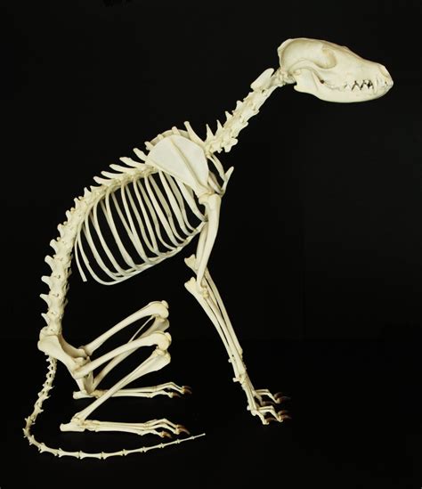 Fox Skeleton 1 | Animal skeletons, Animal bones, Canine drawing