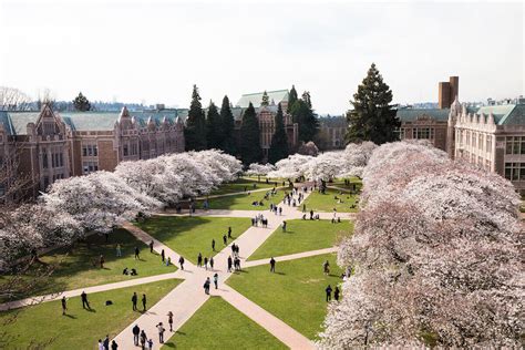 Top View UW cherry blossoms | University of Washington Honors Program