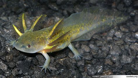 Barred Tiger Salamander Larvae