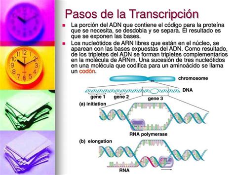 PPT - La síntesis de proteínas PowerPoint Presentation - ID:5389291