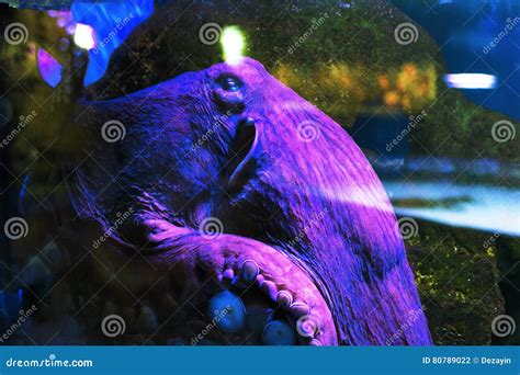 Common Octopus Vulgaris or Devilfish Stock Photo - Image of common ...