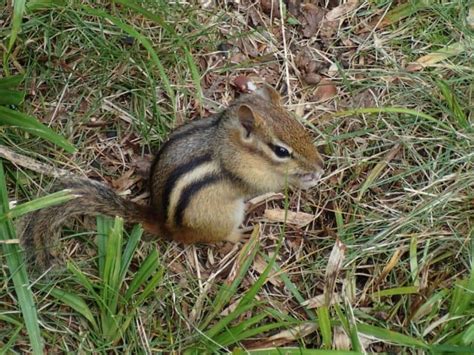 Chipmunk Droppings 101: Identification & Dangers [with Pictures]