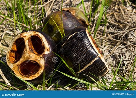 Tal fruit on grass stock image. Image of toddy, candied - 32523005