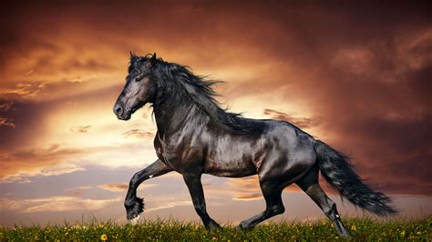 Download wallpaper 3840x2160 horse, running, sunset, field, grass ...