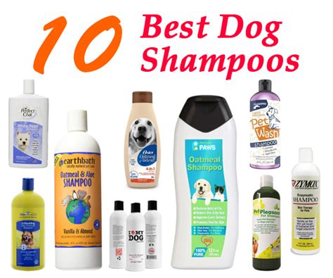 What Is A Good Shampoo For Dogs