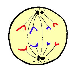 Quiz: Mitosis (Advanced)