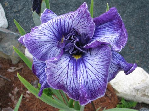 Indigo Angel | Harbour Breezes Daylilies and Japanese Iris at Jeddore ...