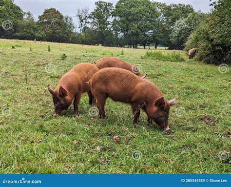 Wild Tamworth Piglet Roaming in Knepp Estate Field Stock Image - Image of rain, tamworth: 285344589