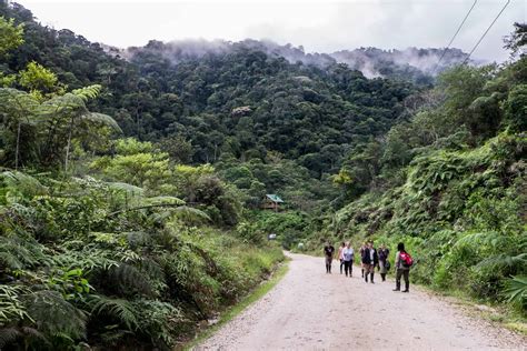 Ecuador Amazon Rainforest Guide for an Unforgettable Jungle Adventure