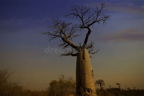 Sunset with baobab tree stock photo. Image of design - 189328168