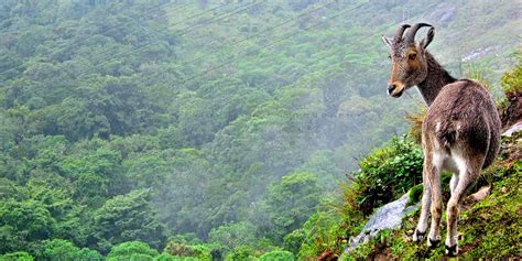 Eravikulam National Park Munnar (Timings, History, Entry Fee, Images ...