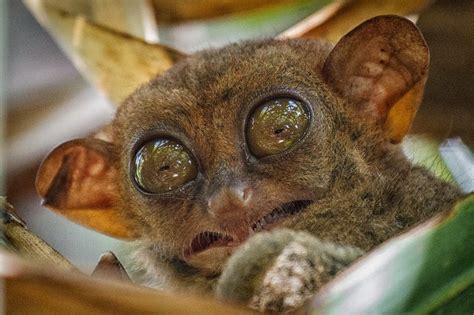 Cute Funny Animalz: Funny Tarsier New Nice Photos And Wallpapers 2013