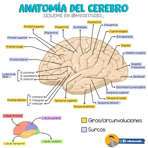 Anatomía Cerebral | Anatomia del cerebro humano, Anatomía médica, Teorias de enfermeria