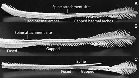 a The whole stingray tail showing the decrease in dorso-ventral height ...