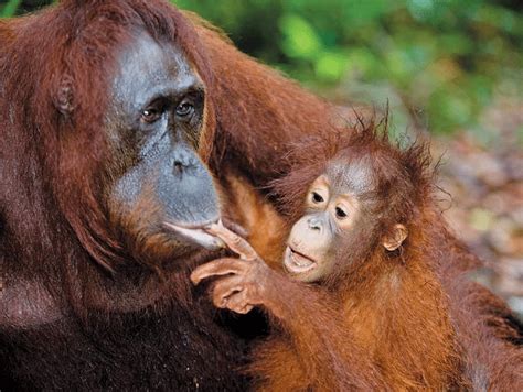 10 orangutan facts! | National Geographic Kids