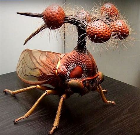 Brazilian Gorbatkov or Bocydium globulare - possibly the strangest looking insect ever! | Weird ...