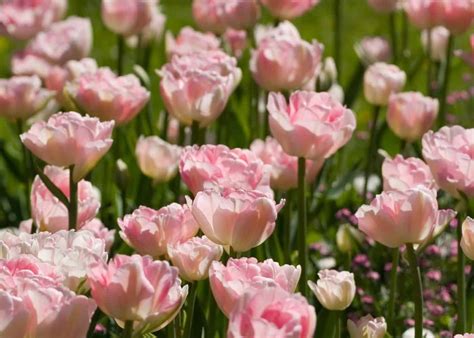 21 pink tulips 💖 🌷 BEST varieties for gardens and bouquets!