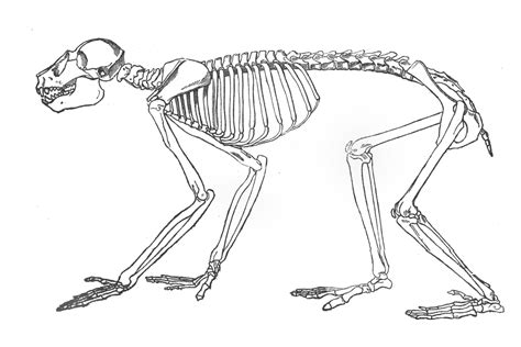 ‎Monkey Skeleton - UWDC - UW-Madison Libraries