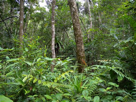 File:Rainforest remnant on Ile Sainte Marie, Madagascar (4026758529).jpg - Wikimedia Commons