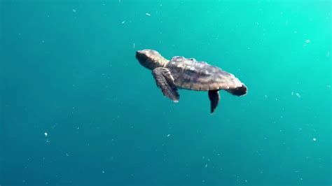 Cute Baby Sea Turtles In The Water