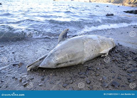 Dead Dolphin from Sopelana Beach. Basque Country Stock Photo - Image of ...