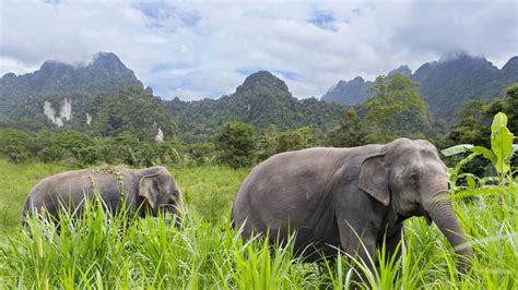 Khao Yai National Park | Thailand