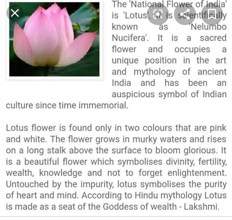 Short Essay On Lotus Flower | Best Flower Site