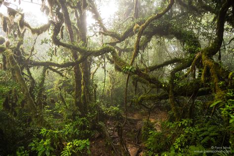 Der Regenwald des Madera Vulkans, Ometepe, Nicaragua » www.pierrejohne.com