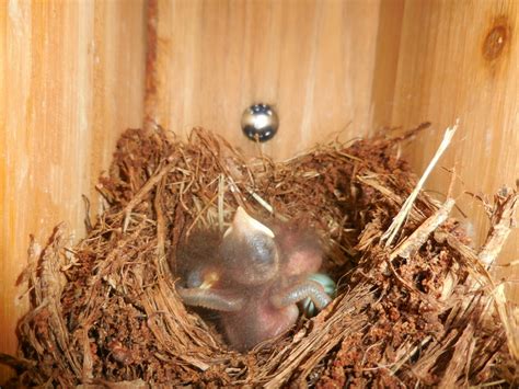 Eastern Bluebird hatchlings 1-2 days old | the squirrel nutwork