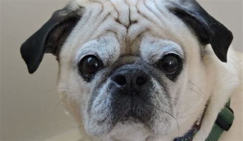 Older Pug and Health Problems’ Symptoms: How Senior Pugs Are Affected ...