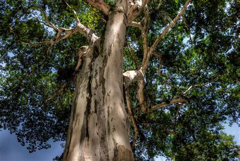 Caesalpinia Leiostachya - Pau Ferro - Brazil Photograph by Igor Alecsander