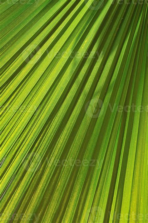 palm leaf background 11574887 Stock Photo at Vecteezy