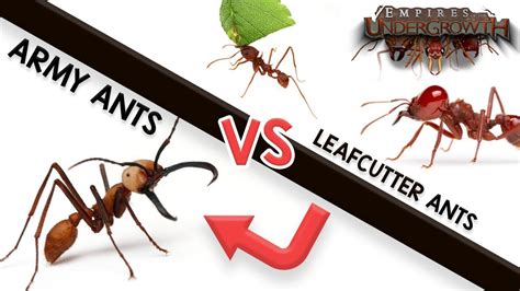 Army Ants vs. Leafcutter Ants | Empires of the Undergrowth - YouTube