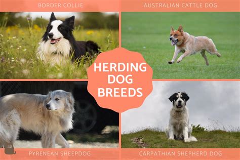 What Types Of Dogs Are Herding Dogs