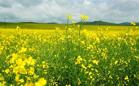 Finally We Saw The Prairie Canola Flower! Golden, An Oasis Of Canola Flower Field ...