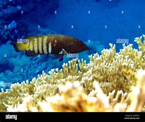 Red Sea diving Stock Photo - Alamy