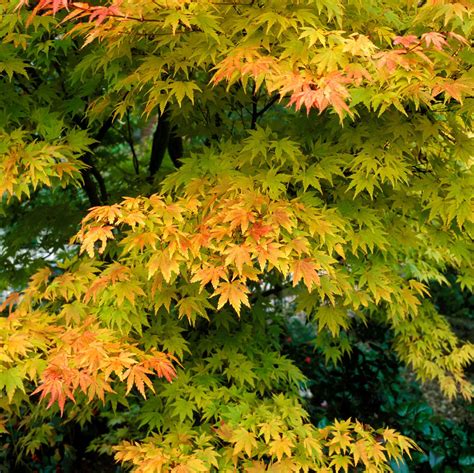 6 acer tree varieties and care tips | Acer trees, Small ornamental ...