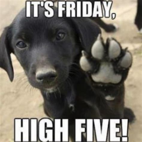 dog-high-five-friday-meme | St Josephs Wetherby