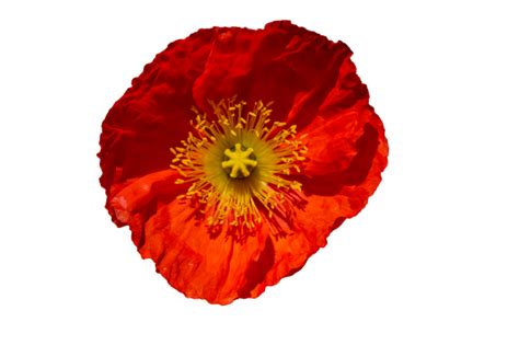 Poppy Flower Cutout Free Stock Photo - Public Domain Pictures