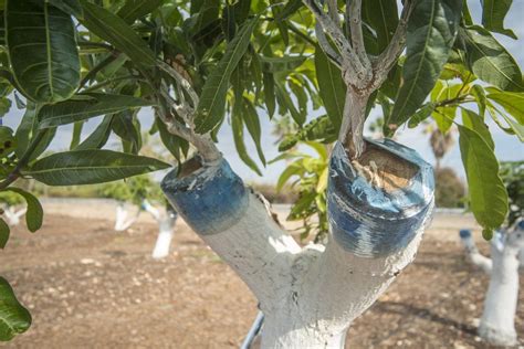 Mango Tree Propagation: Learn About The Grafting Of Mango Trees | Gardening Know How