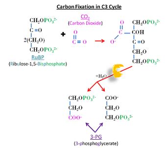 Carbon Fixation in Photosynthesis: Definition & Reactions - Video & Lesson Transcript | Study.com