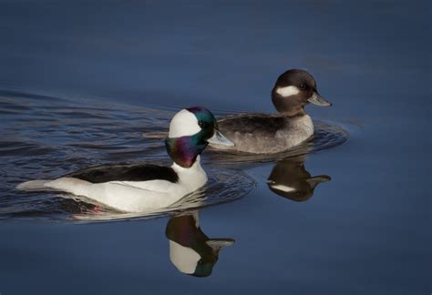 bufflehead - Duck Struck