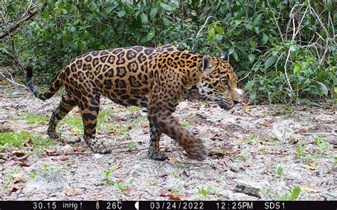 Huawei and partners announce Yucatan wildlife conservation findings