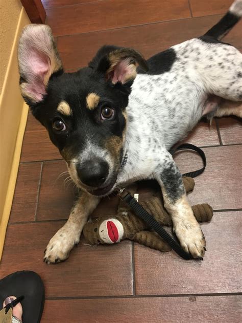 Hi there, this is my blue heeler/corgi mix, Hiro. He is my crazy baby! : r/AustralianCattleDog